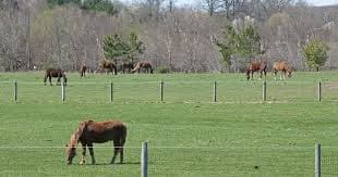 Country land & horse pasture — Highland & Western Howard